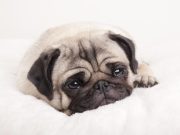 ¿Por qué llora mi perro?