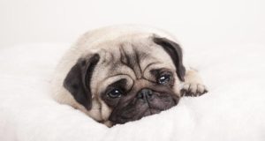 ¿Por qué llora mi perro?