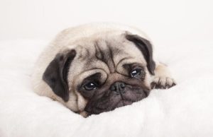 ¿Por qué llora mi perro?