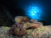 Revelan cómo controlan los pulpos sus tentáculos para mover cada uno por separado.