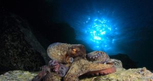 Revelan cómo controlan los pulpos sus tentáculos para mover cada uno por separado.