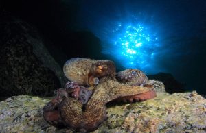 Revelan cómo controlan los pulpos sus tentáculos para mover cada uno por separado.