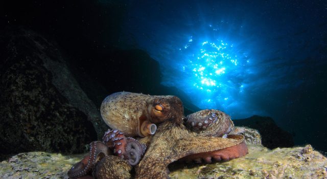 Revelan cómo controlan los pulpos sus tentáculos para mover cada uno por separado.