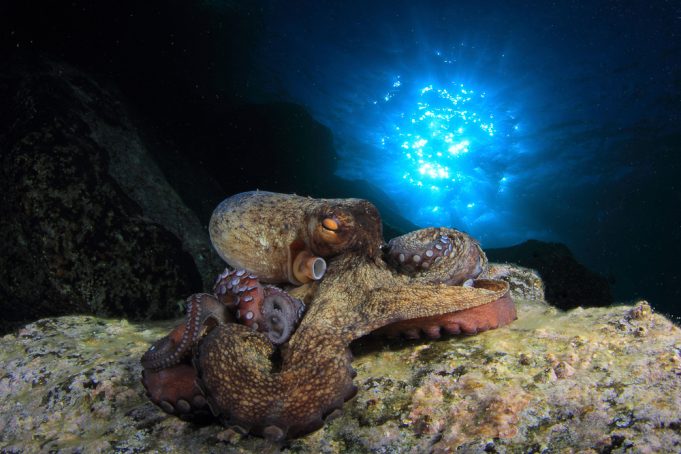 Revelan cómo controlan los pulpos sus tentáculos para mover cada uno por separado.