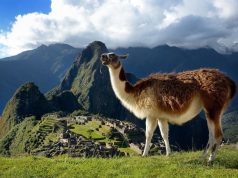 ¿Por qué escupen las llamas?
