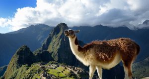 ¿Por qué escupen las llamas?