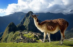 ¿Por qué escupen las llamas?